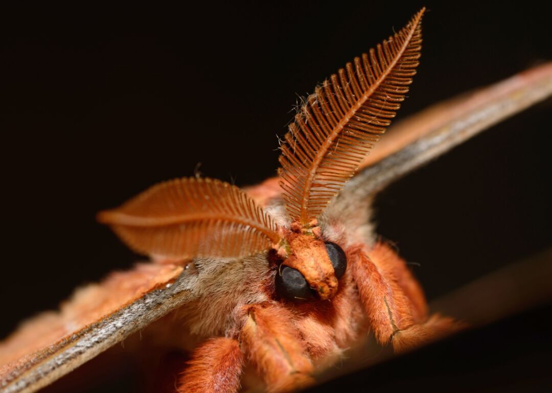 Answer #14: What are pheromones?